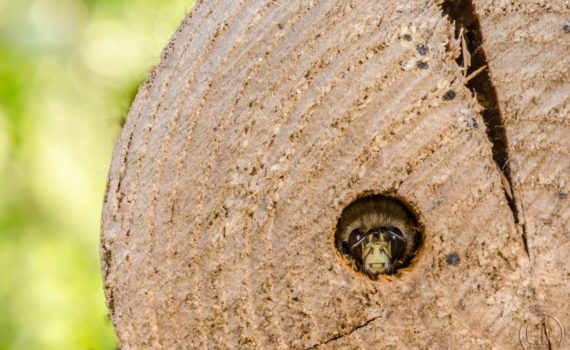 Esplanade Photo - Macrophotographie à la Défense_02