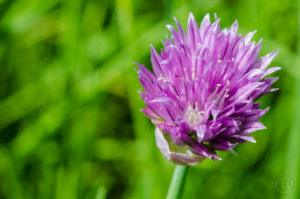 Esplanade Photo - Macrophotographie à la Défense_03