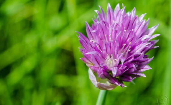 Esplanade Photo - Macrophotographie à la Défense_03