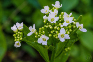 Esplanade Photo - Macrophotographie à la Défense_04