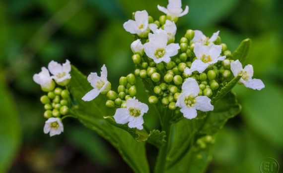 Esplanade Photo - Macrophotographie à la Défense_04