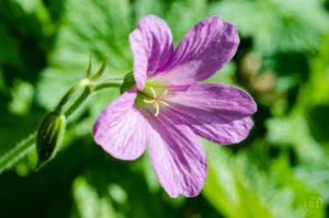 Esplanade Photo - Macrophotographie à la Défense_05