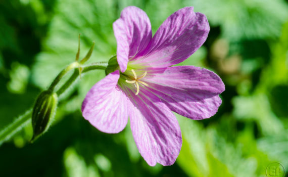 Esplanade Photo - Macrophotographie à la Défense_05