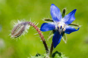 Esplanade Photo - Macrophotographie à la Défense_06