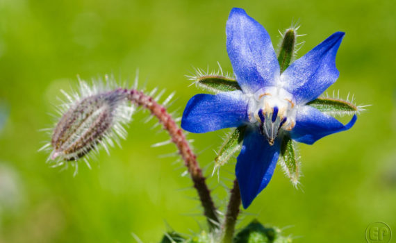 Esplanade Photo - Macrophotographie à la Défense_06