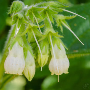 Esplanade Photo - Macrophotographie à la Défense_07