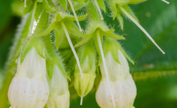 Esplanade Photo - Macrophotographie à la Défense_07