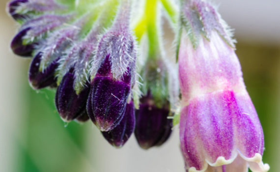 Esplanade Photo - Macrophotographie à la Défense_08