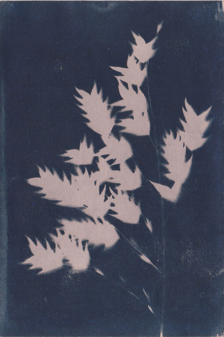 Photogramme au Cyanotype_02