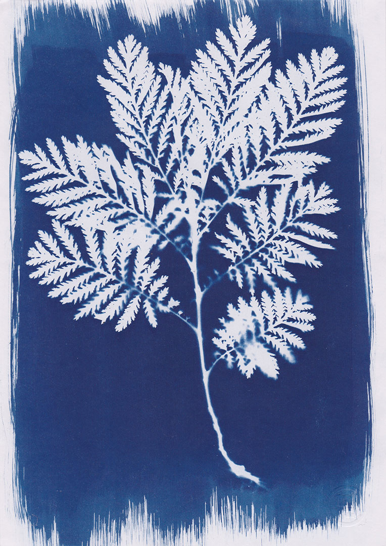 Photogramme au Cyanotype_05