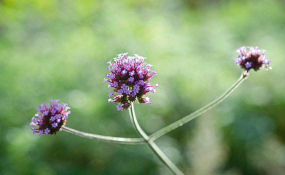 Esplanade Photo - Macrophotographie à la Défense_10