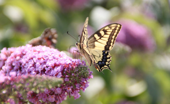 PHOTO DE LA SEMAINE 2019-36 Esplanade Photo
