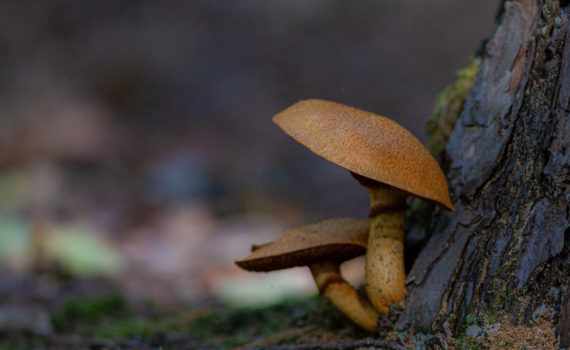 PHOTO DE LA SEMAINE 2019-45 Esplanade Photo