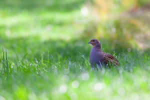 PHOTO DE LA SEMAINE 2020-06 Esplanade Photo