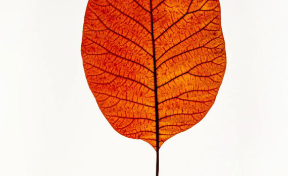 Nature-Morte-Feuillesr_Esplanade-Photo_01