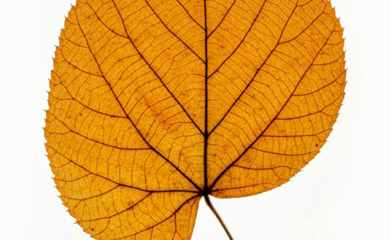 Nature-Morte-Feuillesr_Esplanade-Photo_02