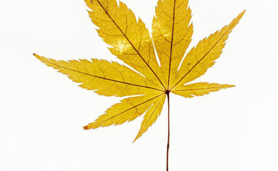 Nature-Morte-Feuillesr_Esplanade-Photo_03