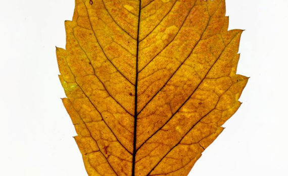 Nature-Morte-Feuillesr_Esplanade-Photo_04