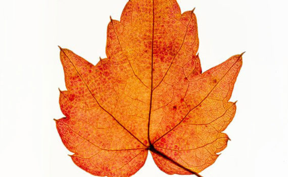 Nature-Morte-Feuillesr_Esplanade-Photo_05