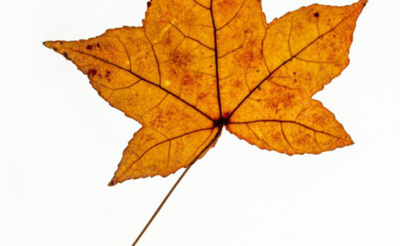 Nature-Morte-Feuillesr_Esplanade-Photo_06