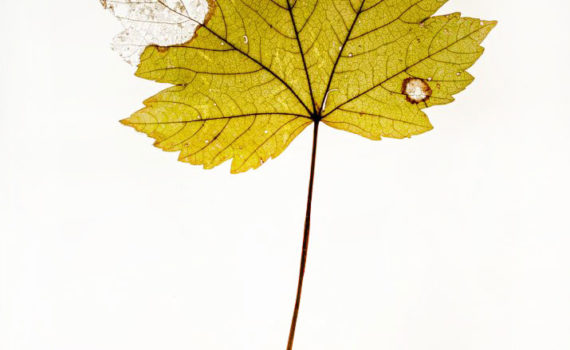 Nature-Morte-Feuillesr_Esplanade-Photo_07