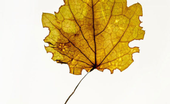 Nature-Morte-Feuillesr_Esplanade-Photo_08