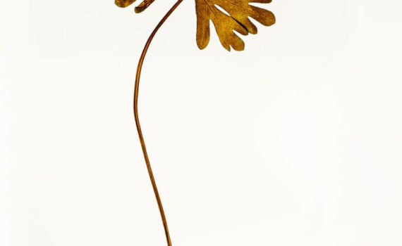 Nature-Morte-Feuillesr_Esplanade-Photo_09