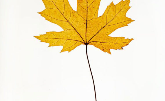 Nature-Morte-Feuillesr_Esplanade-Photo_10