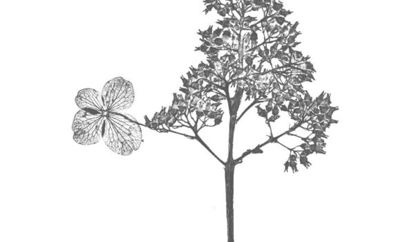 Nature-Morte-Plantes_Esplanade-Photo_10