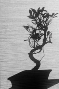 PHOTO DE LA SEMAINE 2020-13 Esplanade Photo