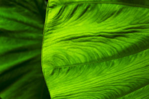 PHOTO DE LA SEMAINE 2020-18 Esplanade Photo