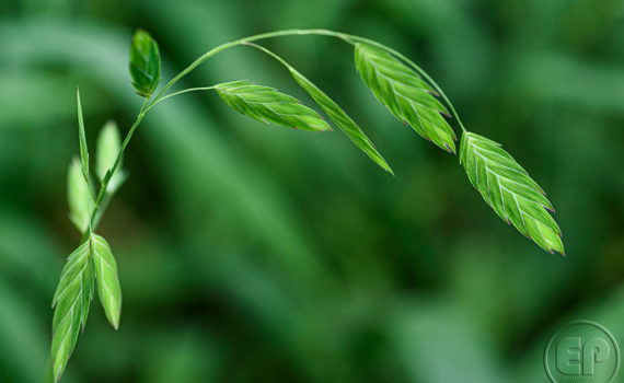 Esplanade Photo - FLEURS DE NOS JARDINS 01