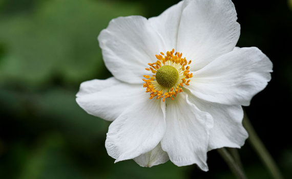 Esplanade Photo - FLEURS DE NOS JARDINS 02