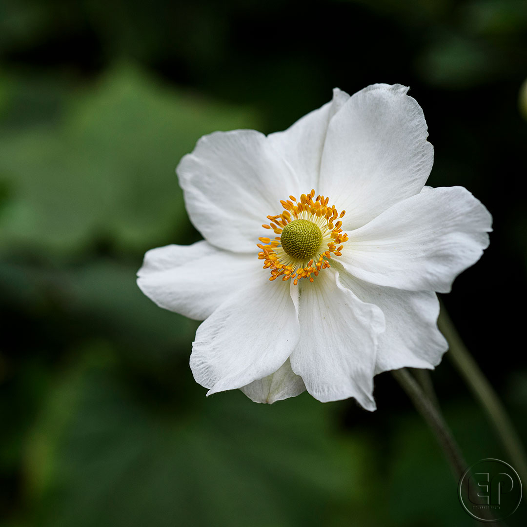 Esplanade Photo - FLEURS DE NOS JARDINS 02