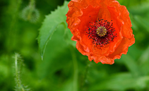 Esplanade Photo - FLEURS DE NOS JARDINS 03