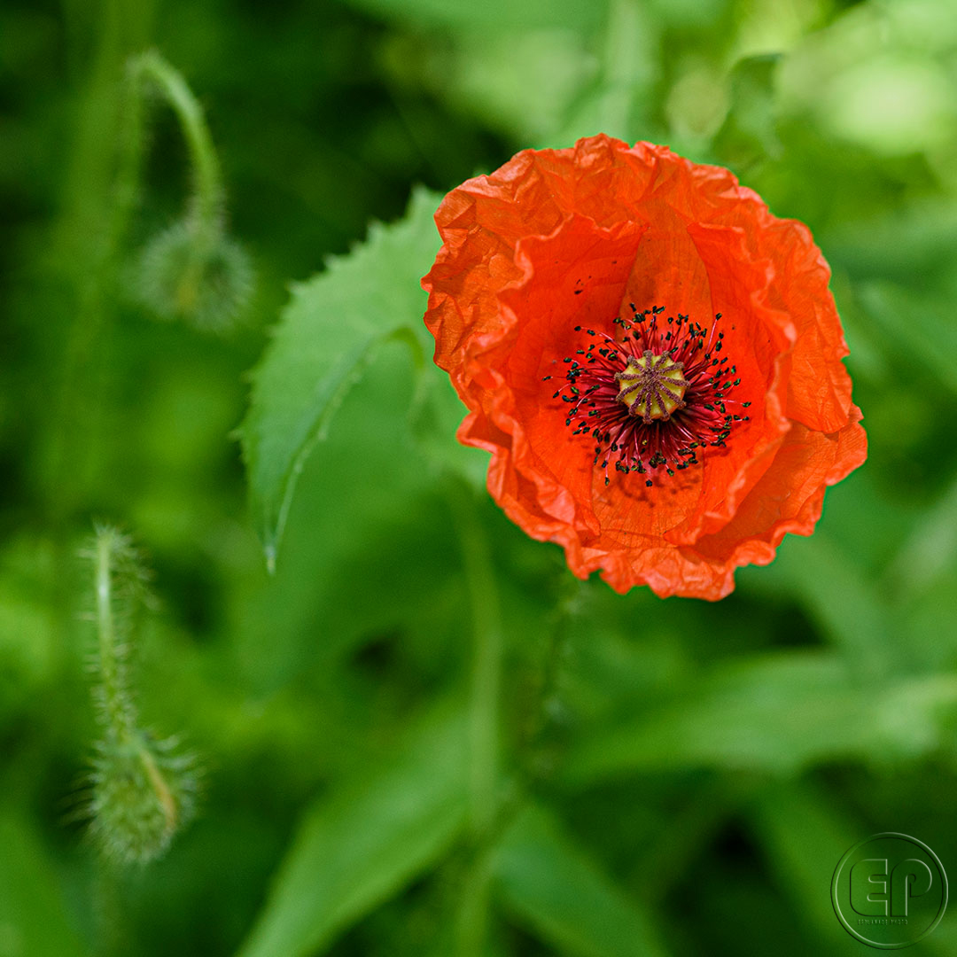 Esplanade Photo - FLEURS DE NOS JARDINS 03