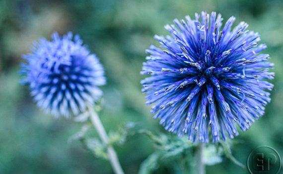 Esplanade Photo - FLEURS DE NOS JARDINS 04