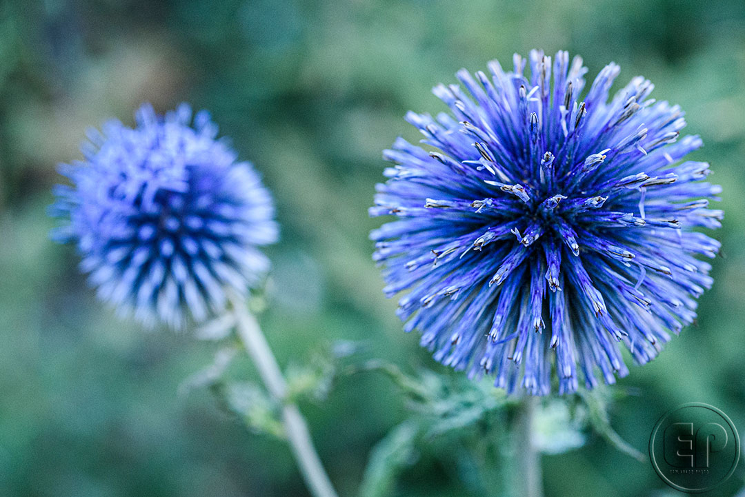 Esplanade Photo - FLEURS DE NOS JARDINS 04