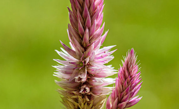 Esplanade Photo - FLEURS DE NOS JARDINS 05
