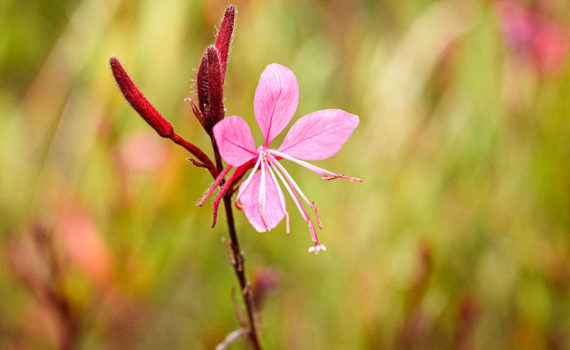 Esplanade Photo - FLEURS DE NOS JARDINS 07