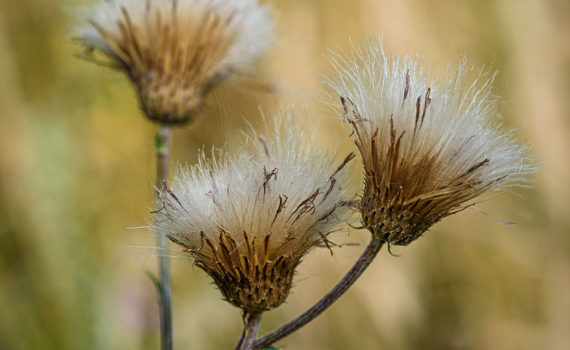 Esplanade Photo - FLEURS DE NOS JARDINS 08