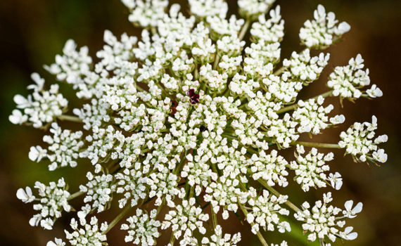 Esplanade Photo - FLEURS DE NOS JARDINS 09