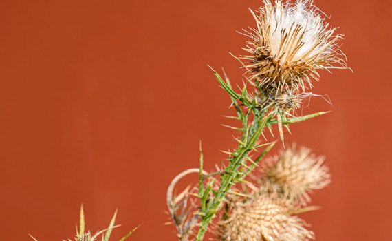 Esplanade Photo - FLEURS DE NOS JARDINS 10