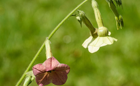 Esplanade Photo - FLEURS DE NOS JARDINS 06
