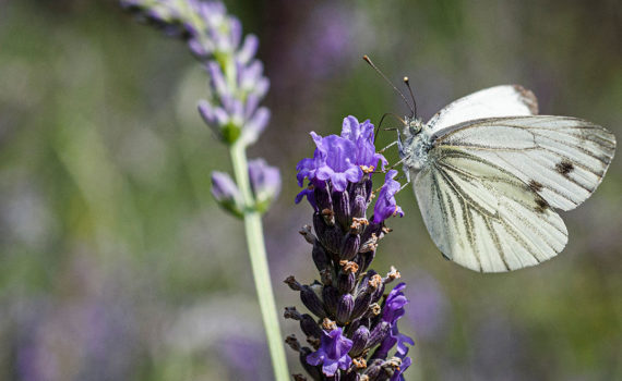 Esplanade Photo - INSECTES DE NOS JARDINS 01