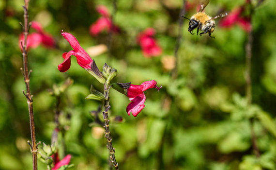 Esplanade Photo - INSECTES DE NOS JARDINS 02