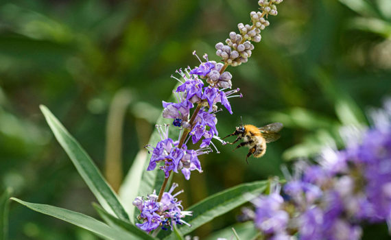 Esplanade Photo - INSECTES DE NOS JARDINS 03