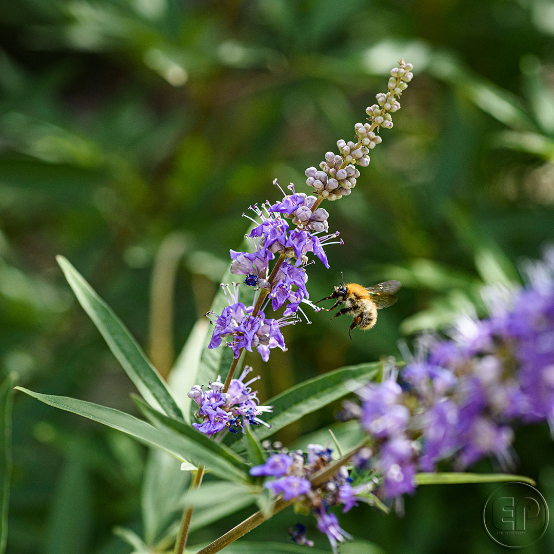 Esplanade Photo - INSECTES DE NOS JARDINS 03