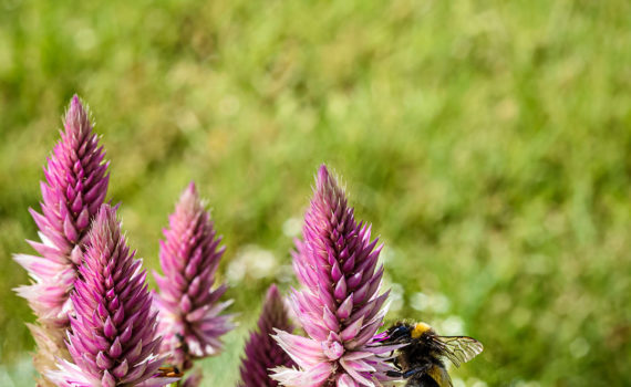 Esplanade Photo - INSECTES DE NOS JARDINS 04