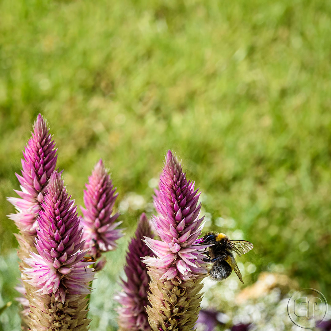 Esplanade Photo - INSECTES DE NOS JARDINS 04